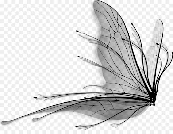 Butterfly Wing Product design Line -  