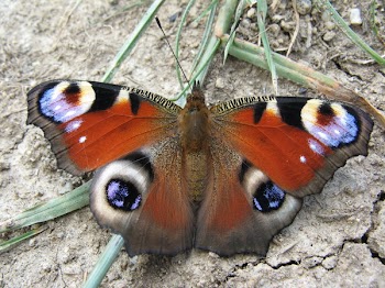 butterfly4_f.jpg