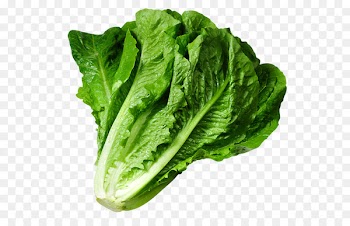Butterhead lettuce Iceberg lettuce Caesar salad Clip art - Lettuce green leafy vegetables 