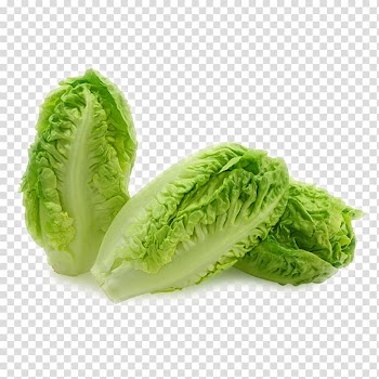 Butterhead lettuce Leaf lettuce Organic food Iceberg lettuce Romaine lettuce, vegetables,Chinese cabbage transparent background PNG clipart