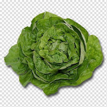 Butterhead lettuce Leaf vegetable Romaine lettuce Salad, salad transparent background PNG clipart