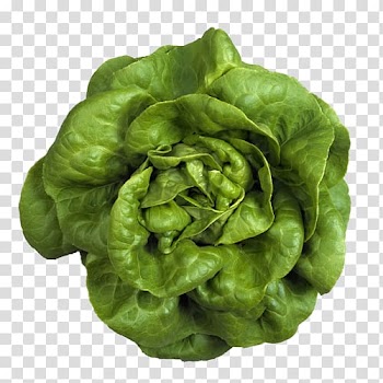 Butterhead lettuce Leaf vegetable Romaine lettuce Salad, vegetable transparent background PNG clipart