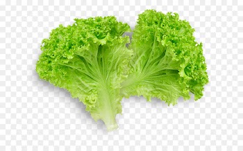 Butterhead lettuce Lettuce sandwich Romaine lettuce Leaf vegetable - lettuce 