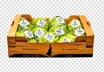 Butterhead lettuce Red leaf lettuce Salad Leaf vegetable, iceberg transparent background PNG clipart