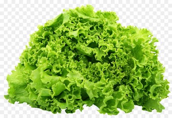 Butterhead lettuce Romaine lettuce Vegetarian cuisine Salad Vegetable - Green Lettuce 