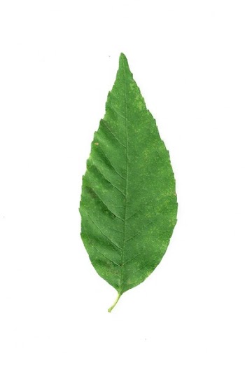 butternut_leaf.jpg