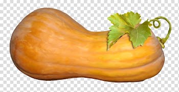 Butternut squash Calabaza Cucurbita maxima Gourd Vegetable, Fruit pumpkin material free to pull transparent background PNG clipart