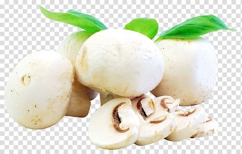 Button mushrooms on blue background, Ingredient Recipe Mushroom Food Vegetable, Fresh Mushrooms transparent background PNG clipart