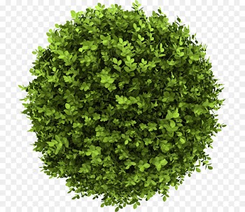 Buxus sempervirens Shrub Stock photography Tree - tree 