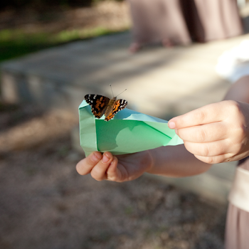 Buy live butterflies for your event. - A Butterfly Release Company ...