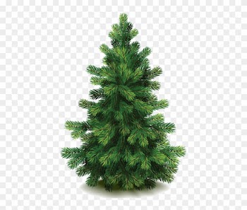 Buy Pine Tree By On Graphicriver - Nordmann Fir Christmas Trees