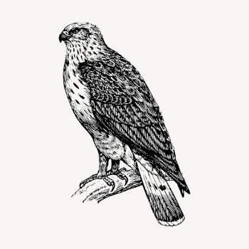 Buzzard bird clipart, vintage animal | Free Vector - rawpixel