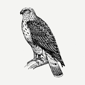 Buzzard bird drawing, animal vintage | Free PSD - rawpixel