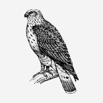 Buzzard bird drawing, vintage animal | Free Photo - rawpixel
