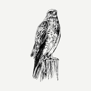 Buzzard bird drawing, vintage illustration | Free PSD - rawpixel