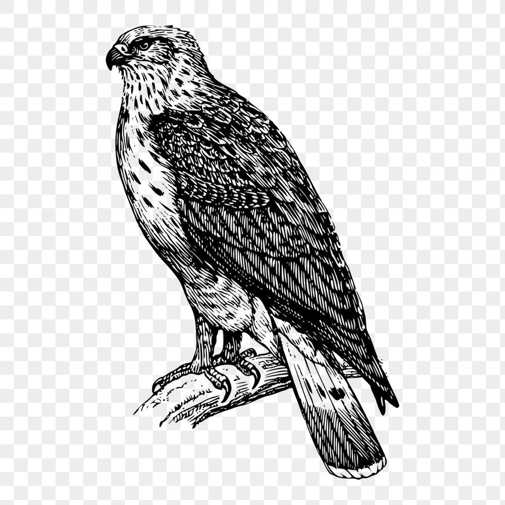 Buzzard bird png sticker, animal | Free PNG - rawpixel