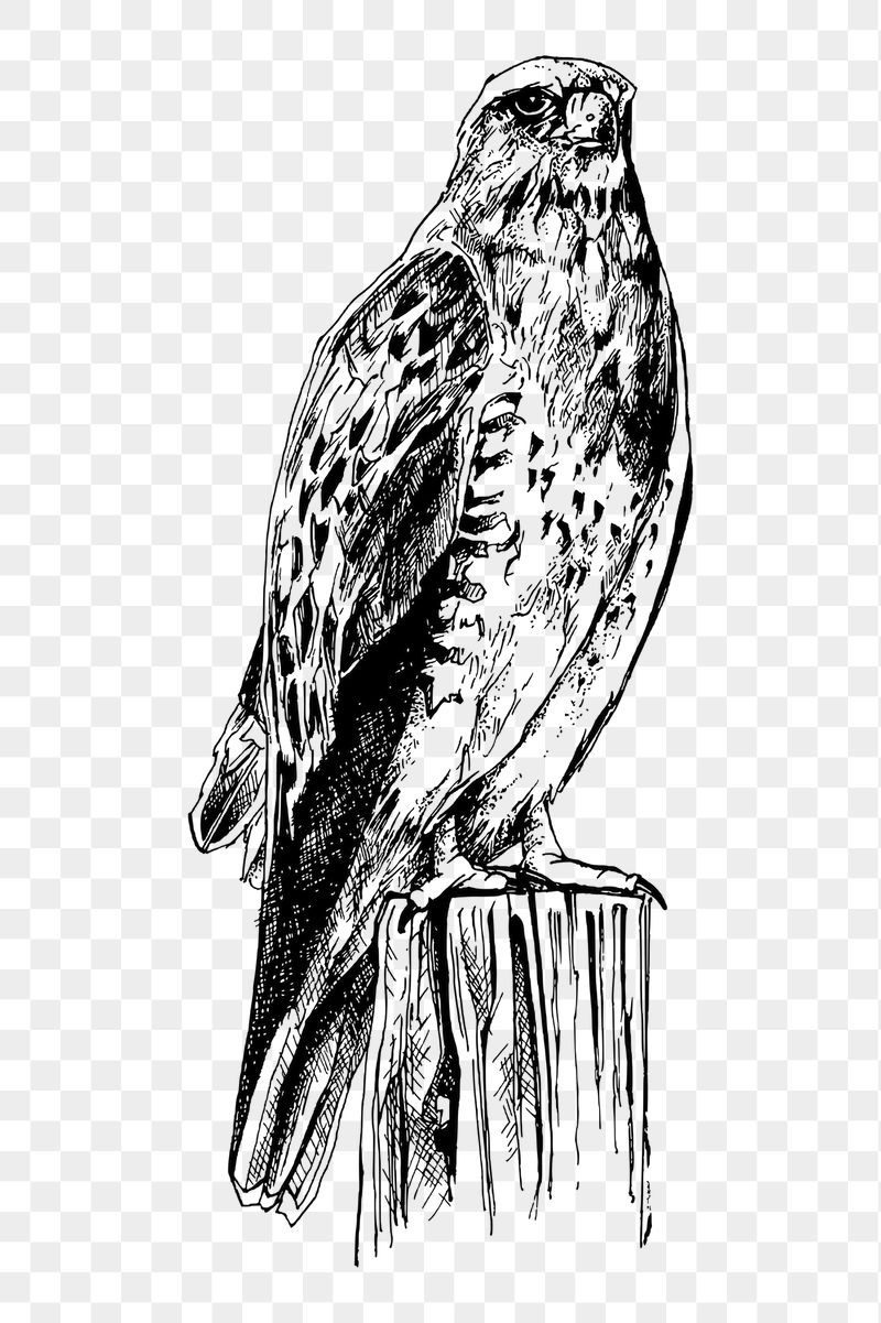 Buzzard bird png sticker illustration, | Free PNG - rawpixel