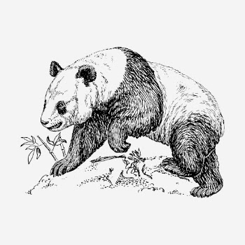 BW panda, vintage animal clipart. | Free Photo Illustration - rawpixel
