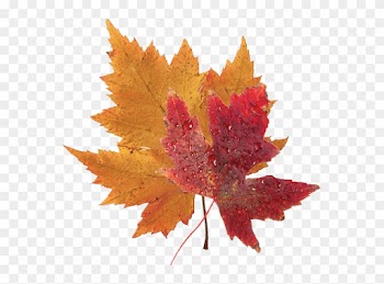 By Jeff Thompson - Fall Leaf