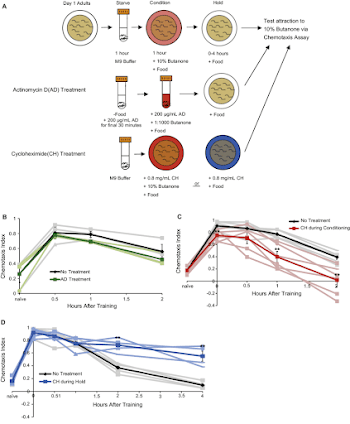 C. elegans positive olfactory short-term associative memory (STAM ...