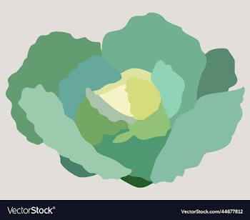 cabbage