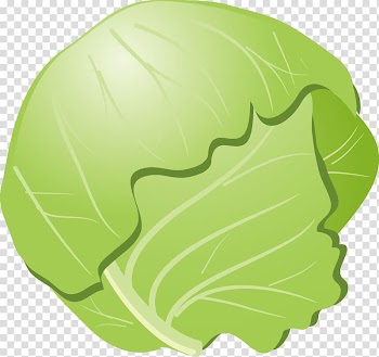 Cabbage Cauliflower Okonomiyaki Vegetable, cabbage transparent background PNG clipart