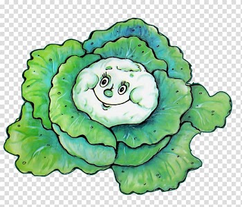 Cabbage Drawing Leaf vegetable , Hand-painted cabbage transparent background PNG clipart