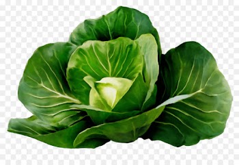 cabbage green flower leaf leaf vegetable