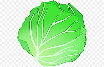 cabbage green leaf vegetable wild cabbage
