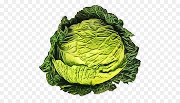 cabbage green savoy cabbage vegetable leaf vegetable