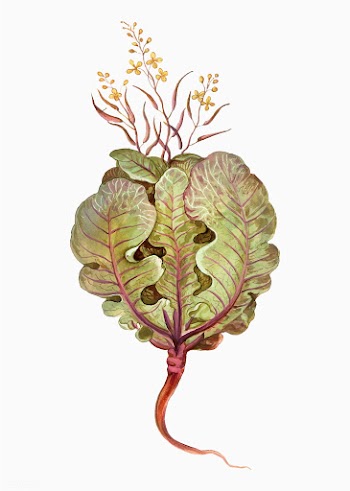 Cabbage in vintage style | Free stock vector - 562064