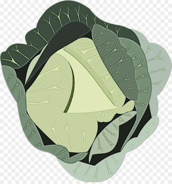 cabbage leaf green wild cabbage vegetable