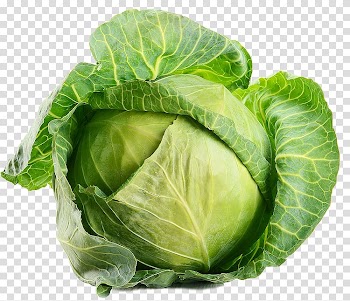 Cabbage Leaf vegetable Organic food, cabbage transparent background PNG clipart