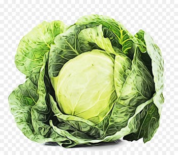 cabbage leaf vegetable vegetable cruciferous vegetables iceburg lettuce