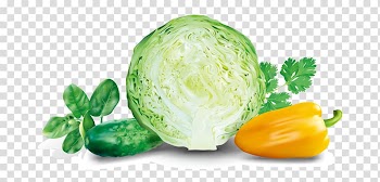 Cabbage Malfouf salad Euclidean Vegetable, cabbage transparent background PNG clipart