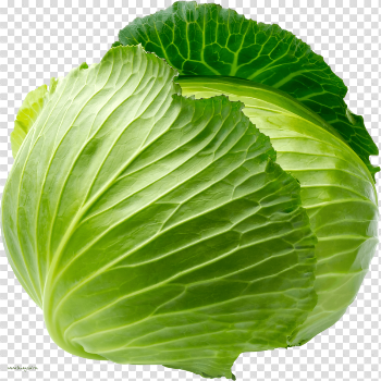 Cabbage Png Image
