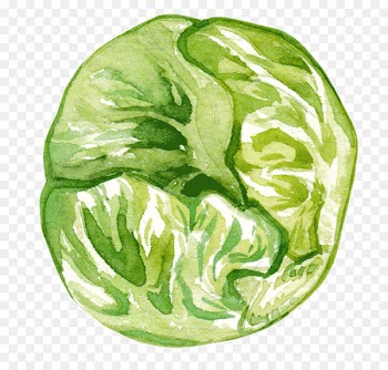 Cabbage Romaine lettuce Vegetable Collard Greens Spring greens - adobe watercolor 
