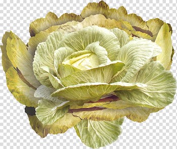Cabbage Romaine lettuce Vegetable, Yellow cabbage transparent background PNG clipart