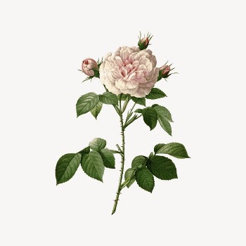 Cabbage rose clipart, drawing illustration | Free Vector Illustration - rawpixel