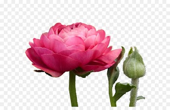 Cabbage rose Cut flowers Herbaceous plant Bud Peony - background roses 