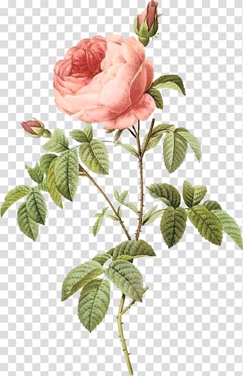 Cabbage rose Flower Garden roses Botany Floral design, flower transparent background PNG clipart