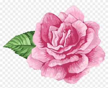 Cabbage Rose Garden Roses Clip Art - Rose