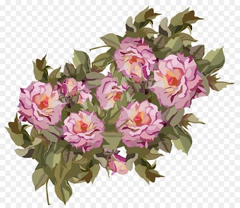 Cabbage rose Garden roses Cut flowers Floral design - amy winehouse 