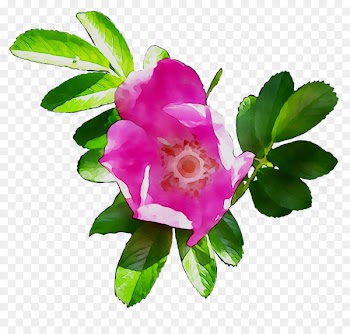 Cabbage rose Garden roses Dog-rose Floribunda Sasanqua Camellia -  