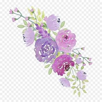 Cabbage Rose, Garden Roses, Floral Design, Flower, Cut Flowers PNG