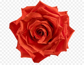 Cabbage Rose, Garden Roses, Flower, Rose PNG