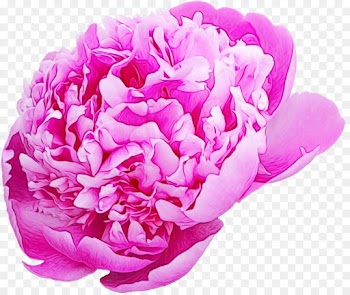 Cabbage Rose, Garden Roses, Peony, Pink, Petal PNG