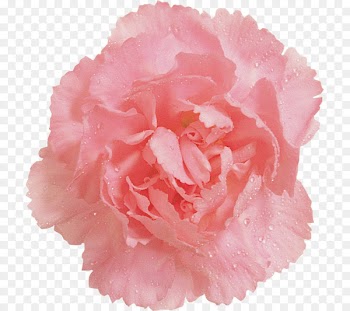 Cabbage rose Garden roses Pink Clip art Carnation - hava karanfil 