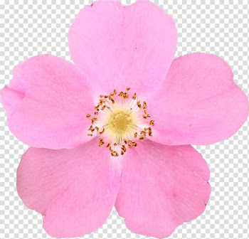 Cabbage rose Rose hip seed oil Muscat Sweet-Brier Vegetable oil, oil transparent background PNG clipart
