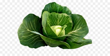 Cabbage stew Food Red cabbage - Cabbage Picture Clipart 